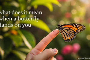 what does it mean when a butterfly lands on you​